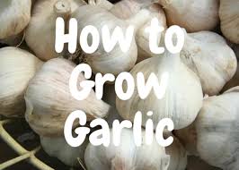 How To Grow Garlic A Step By Step Guide Dengarden