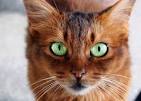 List of Cat Breeds With Pictures and Names