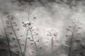 Check spelling or type a new query. A Field Of Pastel Wildflowers Black And White Photograph By Carol Japp
