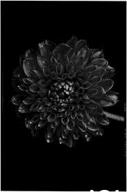 Der Tag An Dem Es Mir Zu Bunt Wurde Kwerfeldein Magazin Fur Fotografie Schwarze Blumen Fotografie Magazin Bunt
