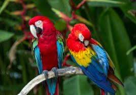 There they can find everything they need, so they rarely come down to the floor of the forest. Tropical Rainforest Biome Plants And Animals Macaw Parrot Wallpaper Pet Birds