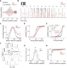 Here machine learning is used with gamified crowdsourcing to draw the wiring diagram involving amacrine and bipolar cells to identify a. Formation Of Retinal Direction Selective Circuitry Initiated By Starburst Amacrine Cell Homotypic Contact Elife