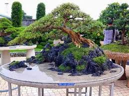 Bonsai Indoorbonsaitrees Pohon Bonsai Kebun Pertamanan