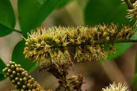 Image result for Erythrophleum suaveolens