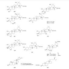 Image result for Terminalia brachystemma ×  sericea