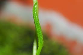 Image result for Ophioglossum reticulatum