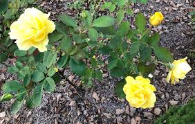 Maybe you would like to learn more about one of these? Rosa Wekamanda Irish Luck Rose Limelight Rose St Patrick Rose North Carolina Extension Gardener Plant Toolbox
