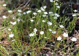 Image result for Sagina abyssinica