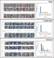 Image result for Annickia
