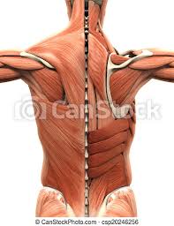The second group is the superficial muscles, which help. Muscular Anatomy Of The Back Isolated On White Background 3d Render Canstock