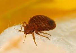 Des moines, ia animal control news clip: Bed Bug Control In Des Moines Ia
