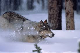 Information on wolf hunting in alaska. Other Voices The Debate On Wolf Hunting From Both Sides Other Voices High Country News Know The West