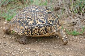 Leopard Tortoise Wikipedia