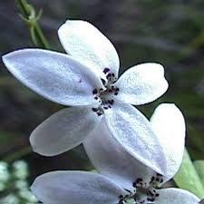 Image result for Cyphia