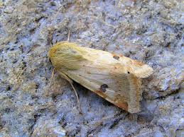 Image result for Entephria caesiata