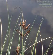 Image result for Fimbristylis squarrosa