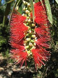 I checked ebay but there wasn't a great deal of choice. Callistemon Wikipedia