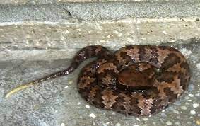 Juvenile Copperhead Snake Juvenile Copperhead Aberrant Snake Display