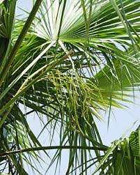 Image result for Acoelorrhaphe wrightii