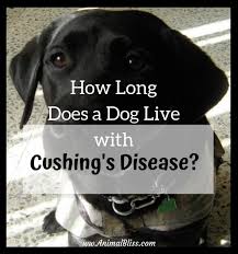It is one of the toughest decisions any pet owner has ever to make. How Long Does A Dog Live With Cushing S Disease