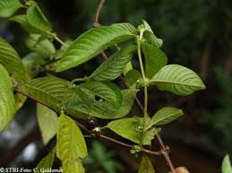 Image result for Sabicea