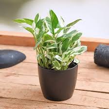 Nausea, vomiting and loose stool. 9 Types Of Money Plant Pothos Plant Varieties In India India Gardening
