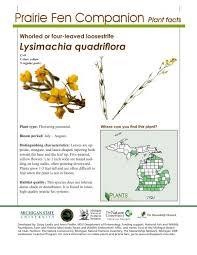 They somewhat resemble dandelions, but they grow very tall and can have several blossoms atop a single, hairy stem. Fourflower Yellow Loosestrife Native Plants Michigan State