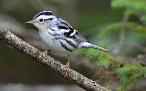 Black And White Warbler Song Black And White Warbler Black And White Animal Photography Beautiful Birds