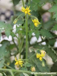 Image result for Solanum scabrum