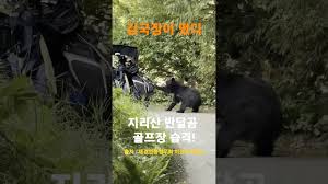 지리산 반달곰? 가짜괴담에 속는 주변 사람들 - 클리앙