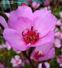 Plantfiles Pictures Godetia Farewell To Spring Satin Flower Ruby Chalice Clarkia Rubicunda Var Blasdalei In 2020 Low Water Gardening Flowers Beautiful Flowers