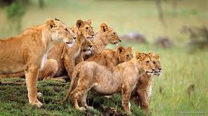 Find what you need at booking.com, the biggest travel site in the world. Mas Alla De Cecil Siete Razones Para Amar A Los Leones Bbc News Mundo