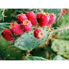 It is planted in a cactus patch. Prickly Pear Cactus Succulents Lithops Seeds Shopee Philippines