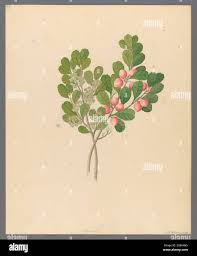 Image result for Mystroxylon