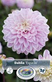 Image result for Dahlia sp. (cultivar)