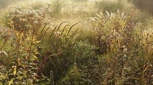 Piet Oudolf Documentary Teaser 4 Minute Fundraising Teaser For The Upcoming Documentary Piet Oudolf Fall Winter Private Garden Landscape Landscape Design