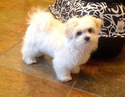 Havanese, havanese breer, akc havanese, havanese puppies, havanese ohio, best havanese, lowchen, lowchin, little lion dogs, hava lowhavanese, akc havanese, best havanese puppies, lowchen, lowchen puppies. Indiana Havanese Puppies