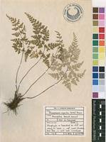 Image result for Pityrogramma argentea