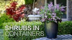 Check spelling or type a new query. Planting Shrubs In Containers Youtube