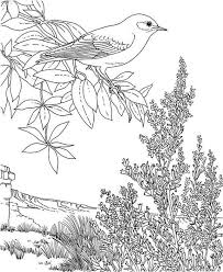The montana state tree is the ponderosa pine (pinus ponderosa). Nevada Mountain Bluebird Coloring Page Bird Coloring Pages Coloring Pages State Birds