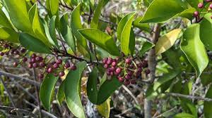 Image result for Ardisia staudtii