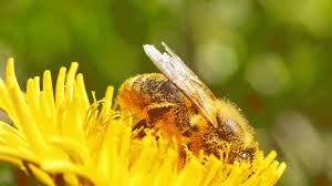 We did not find results for: Restoring Pollinator Habitats Is Key To Feeding The Future