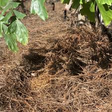 Longleaf is a premium product that will enrich any residential or commercial provide your landscape with the highest quality pine straw mulch. Pine Straw Roll Big Earth Supply