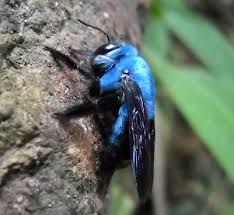 Collection by blue moon bell. Blue Carpenter Bee From Malaysia Xylocopa Caerulea What S That Bug