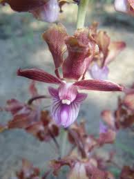 Image result for Platycoryne buchananiana