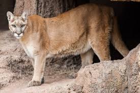Most big cats are members of the genus panthera. Cougars In Tennessee State Of Tennessee Wildlife Resources Agency