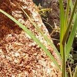 Image result for Enneapogon cenchroides