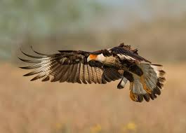 A cactus wren may simply rest quietly in the shade of a jojoba; Crested Caracara The Peregrine Fund