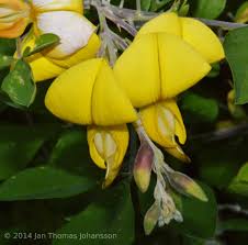 Image result for Crotalaria capensis