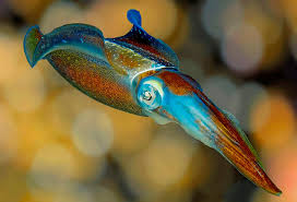 They previously could not swim upward, and eventually collected at the bottoms of lakes. Will Squid Soon Rule The Oceans Essay Zocalo Public Square